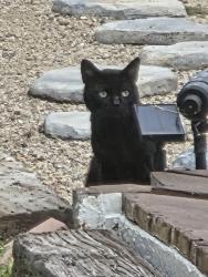 Found/Stray Male Cat last seen La palma, Anaheim, CA 92807