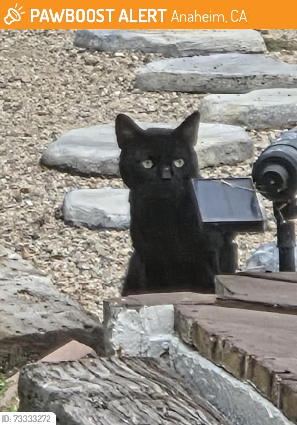 Found/Stray Male Cat last seen La palma, Anaheim, CA 92807