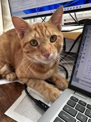 Found/Stray Male Cat last seen Lincoln Rd & Ocean Ave Prospect Park entrance, Brooklyn, NY 11225