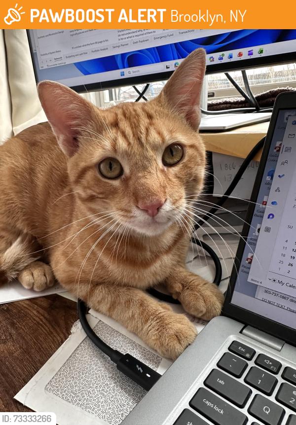 Found/Stray Male Cat last seen Lincoln Rd & Ocean Ave Prospect Park entrance, Brooklyn, NY 11225
