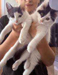 Reunited Male Cat last seen SE 102nd Ave and SE 5th St, Vancouver, WA 98664