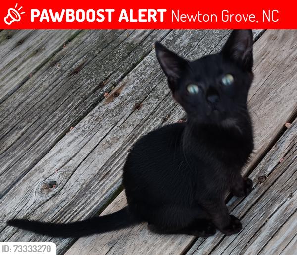 Lost Male Cat last seen Vanns crossroads, Newton Grove, NC 28366