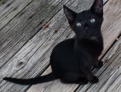 Lost Male Cat last seen Vanns crossroads, Newton Grove, NC 28366