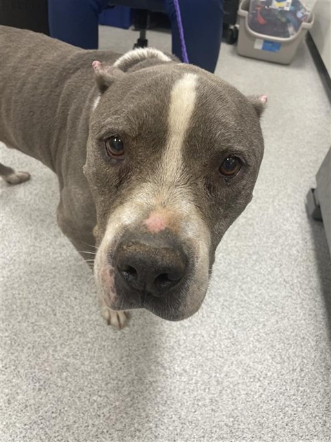 Shelter Stray Male Dog last seen BIG HORN BLVD / BRUCEVILLE RD, 9150 Union Park Way, Elk Grove, CA 95624, USA