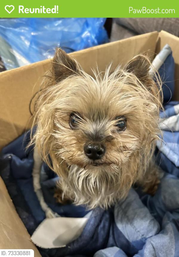 Reunited Male Dog last seen Meredith and first, Mississauga, ON 