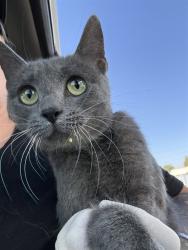 Shelter Stray Male Cat last seen Near BLOCK ROSEDALE HWY, BAKERSFIELD CA 93312, 3951 Fruitvale Ave, Bakersfield, CA 93308, USA
