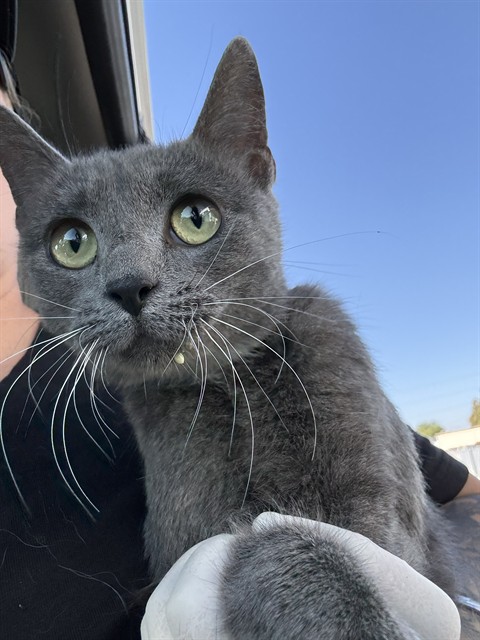 Shelter Stray Male Cat last seen Near BLOCK ROSEDALE HWY, BAKERSFIELD CA 93312, 3951 Fruitvale Ave, Bakersfield, CA 93308, USA