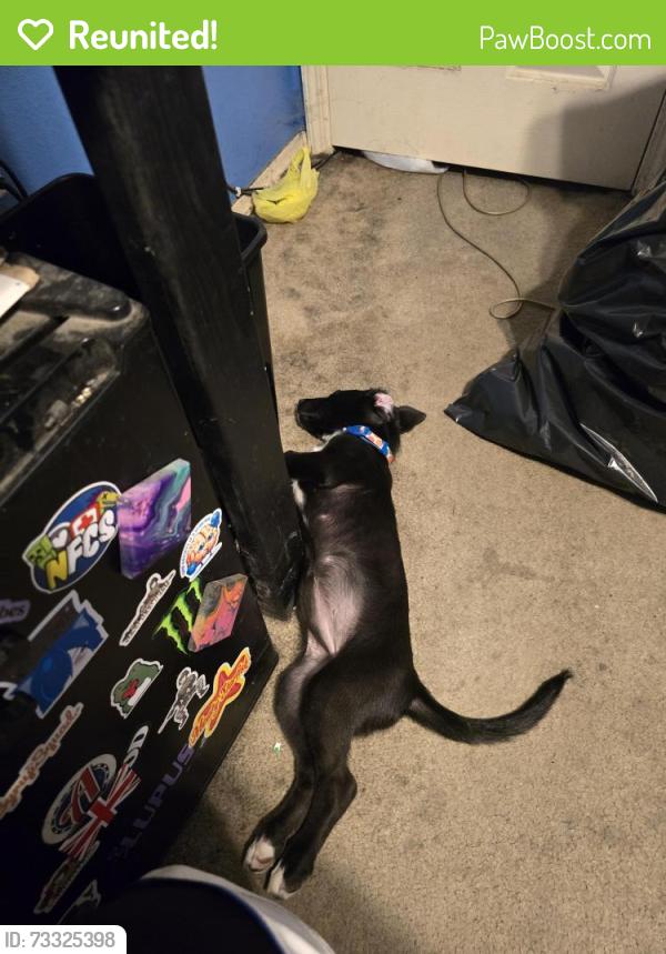 Reunited Female Dog last seen Kingsberry and 38th st, Van Buren, AR 72956