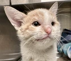 Shelter Stray Male Cat last seen , 4000 N Silverbell Rd, Tucson, AZ 85745, USA
