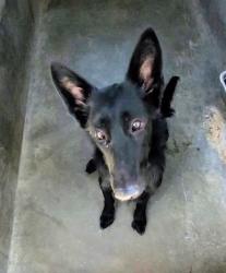 Shelter Stray Female Dog last seen , 1850 W 60th St, Los Angeles, CA 90047, USA