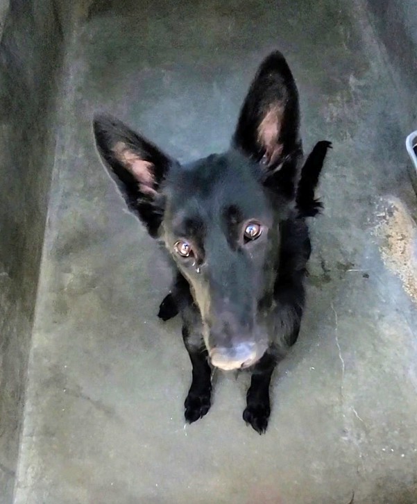 Shelter Stray Female Dog last seen , 1850 W 60th St, Los Angeles, CA 90047, USA
