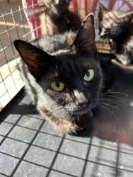 Shelter Stray Female Cat last seen OAKLAWN AVE AND G ST, 130 Beyer Way, Chula Vista, CA 91911, USA
