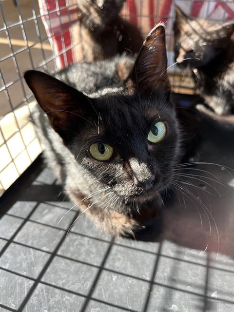 Shelter Stray Female Cat last seen OAKLAWN AVE AND G ST, 130 Beyer Way, Chula Vista, CA 91911, USA