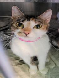 Shelter Stray Female Cat last seen , 1850 W 60th St, Los Angeles, CA 90047, USA