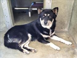 Shelter Stray Male Dog last seen , 1850 W 60th St, Los Angeles, CA 90047, USA