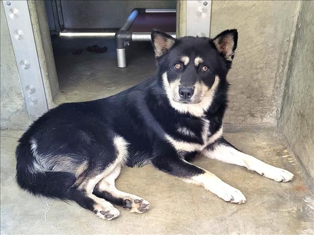 Shelter Stray Male Dog last seen , 1850 W 60th St, Los Angeles, CA 90047, USA