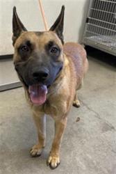 Shelter Stray Male Dog last seen Near BLOCK W BULLARD AVE, FRESNO CA 93723 9321, 5277 E Airways Blvd, Fresno, CA 93727, USA