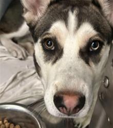 Shelter Stray Male Dog last seen , 1850 W 60th St, Los Angeles, CA 90047, USA