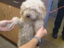 Shelter Stray Female Dog last seen , 3839 Bradshaw Rd, Sacramento, CA 95827, USA