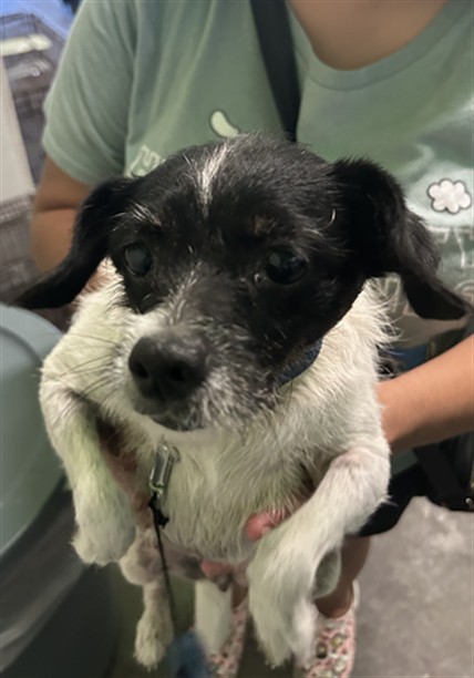 Shelter Stray Female Dog last seen , 1850 W 60th St, Los Angeles, CA 90047, USA