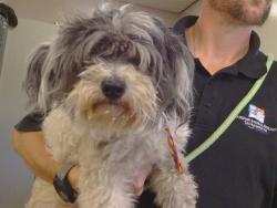 Shelter Stray Female Dog last seen , 3839 Bradshaw Rd, Sacramento, CA 95827, USA
