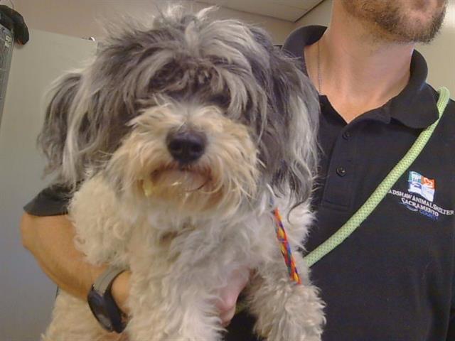 Shelter Stray Female Dog last seen , 3839 Bradshaw Rd, Sacramento, CA 95827, USA