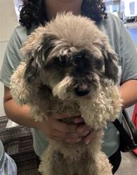 Shelter Stray Male Dog last seen , 1850 W 60th St, Los Angeles, CA 90047, USA