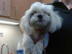 Shelter Stray Male Dog last seen , 3839 Bradshaw Rd, Sacramento, CA 95827, USA