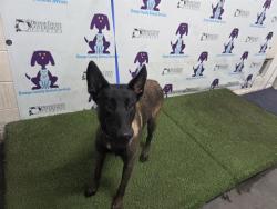 Shelter Stray Female Dog last seen , 2769 Conroy Rd, Orlando, FL 32839, USA