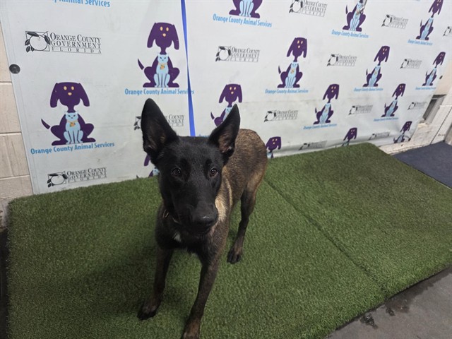 Shelter Stray Female Dog last seen , 2769 Conroy Rd, Orlando, FL 32839, USA
