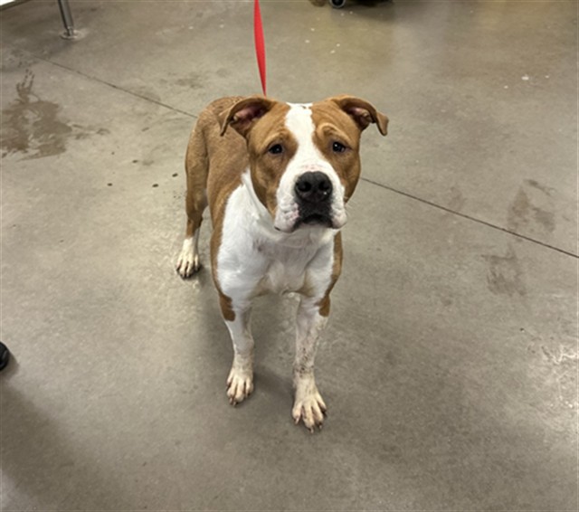 Shelter Stray Male Dog last seen 35TH AVE AND W BELL RD, 2500 S 27th Ave, Phoenix, AZ 85009, USA