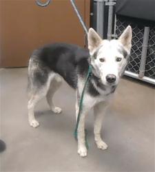 Shelter Stray Male Dog last seen 35TH AVE AND BROADWAY RD, 2500 S 27th Ave, Phoenix, AZ 85009, USA
