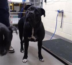 Shelter Stray Female Dog last seen Near BLOCK E 51ST AVE, DENVER CO 80239, 1241 W Bayaud Ave, Denver, CO 80223, USA