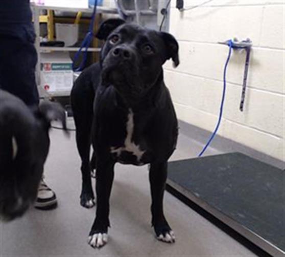 Shelter Stray Female Dog last seen Near BLOCK E 51ST AVE, DENVER CO 80239, 1241 W Bayaud Ave, Denver, CO 80223, USA