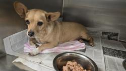 Shelter Stray Male Dog last seen Near BLOCK JACKSON ST, RIVERSIDE CA 92503, 6851 Van Buren Boulevard, Jurupa Valley, CA 92509, USA