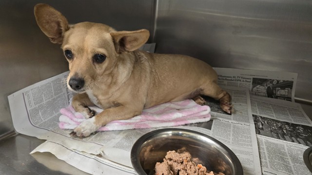 Shelter Stray Male Dog last seen Near BLOCK JACKSON ST, RIVERSIDE CA 92503, 6851 Van Buren Boulevard, Jurupa Valley, CA 92509, USA