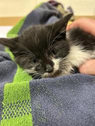 Shelter Stray Unknown Cat last seen Near BLOCK E NORTHFIELD BLVD, DENVER CO 80238, 1241 W Bayaud Ave, Denver, CO 80223, USA