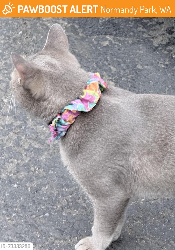 Found/Stray Unknown Cat last seen Marine View Drive, Normandy Park, WA 98166