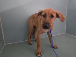 Shelter Stray Female Dog last seen , 600 Aviation Dr, Camarillo, CA 93010, USA