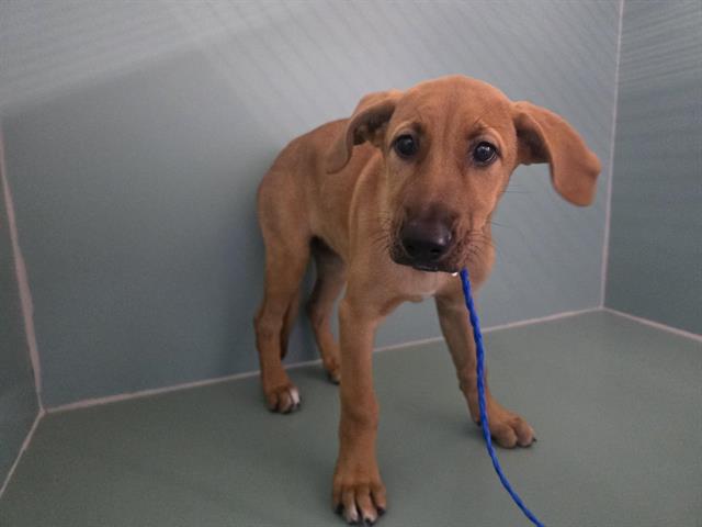 Shelter Stray Female Dog last seen , 600 Aviation Dr, Camarillo, CA 93010, USA