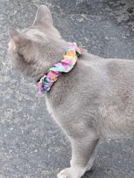 Found/Stray Unknown Cat last seen Marine View Drive, Normandy Park, WA 98166