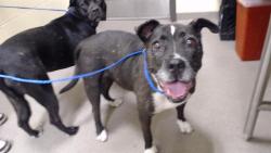 Shelter Stray Female Dog last seen Near BLOCK E 51ST AVE, DENVER CO 80239, 1241 W Bayaud Ave, Denver, CO 80223, USA
