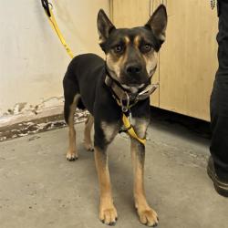 Shelter Stray Female Dog last seen , 600 Aviation Dr, Camarillo, CA 93010, USA