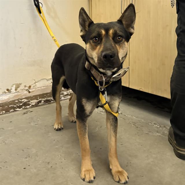 Shelter Stray Female Dog last seen , 600 Aviation Dr, Camarillo, CA 93010, USA