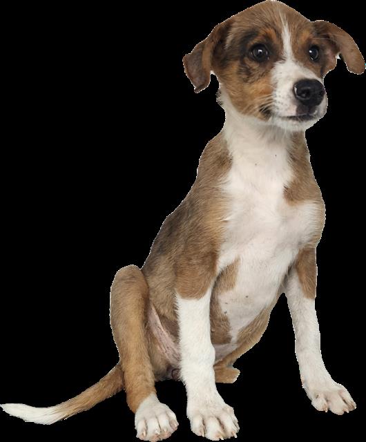 Shelter Stray Female Dog last seen Near BLOCK FOOTHILL RD, 3001 2nd St SW, Albuquerque, NM 87105, USA