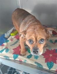Shelter Stray Female Dog last seen , 4275 Elton St, Baldwin Park, CA 91706, USA