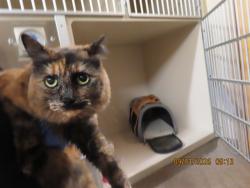 Shelter Stray Female Cat last seen ABANDONED AT EAC, 5501 E Van Buren St, Phoenix, AZ 85008, USA