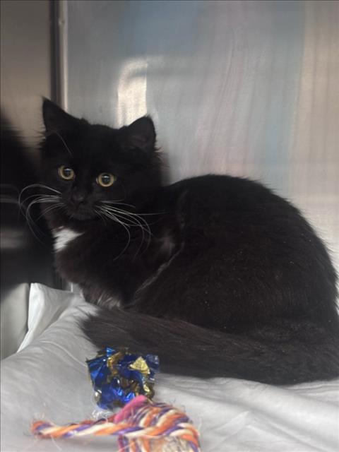 Shelter Stray Female Cat last seen , 655 N Mojave Rd, Las Vegas, NV 89101, USA