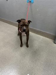 Shelter Stray Female Dog last seen , 655 N Mojave Rd, Las Vegas, NV 89101, USA