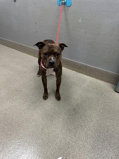 Shelter Stray Female Dog last seen , 655 N Mojave Rd, Las Vegas, NV 89101, USA